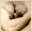 truffle1